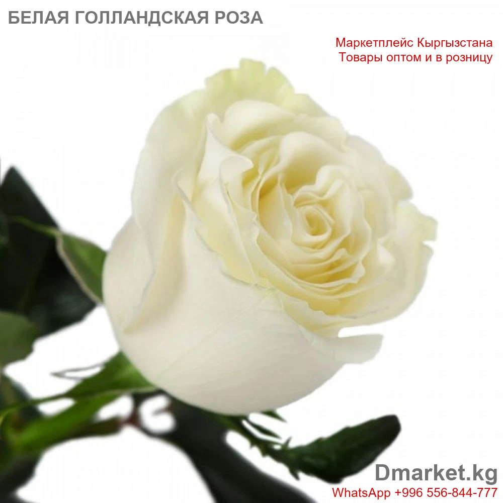1шт Роза голландская 50см белая, свежесрезанный цветок