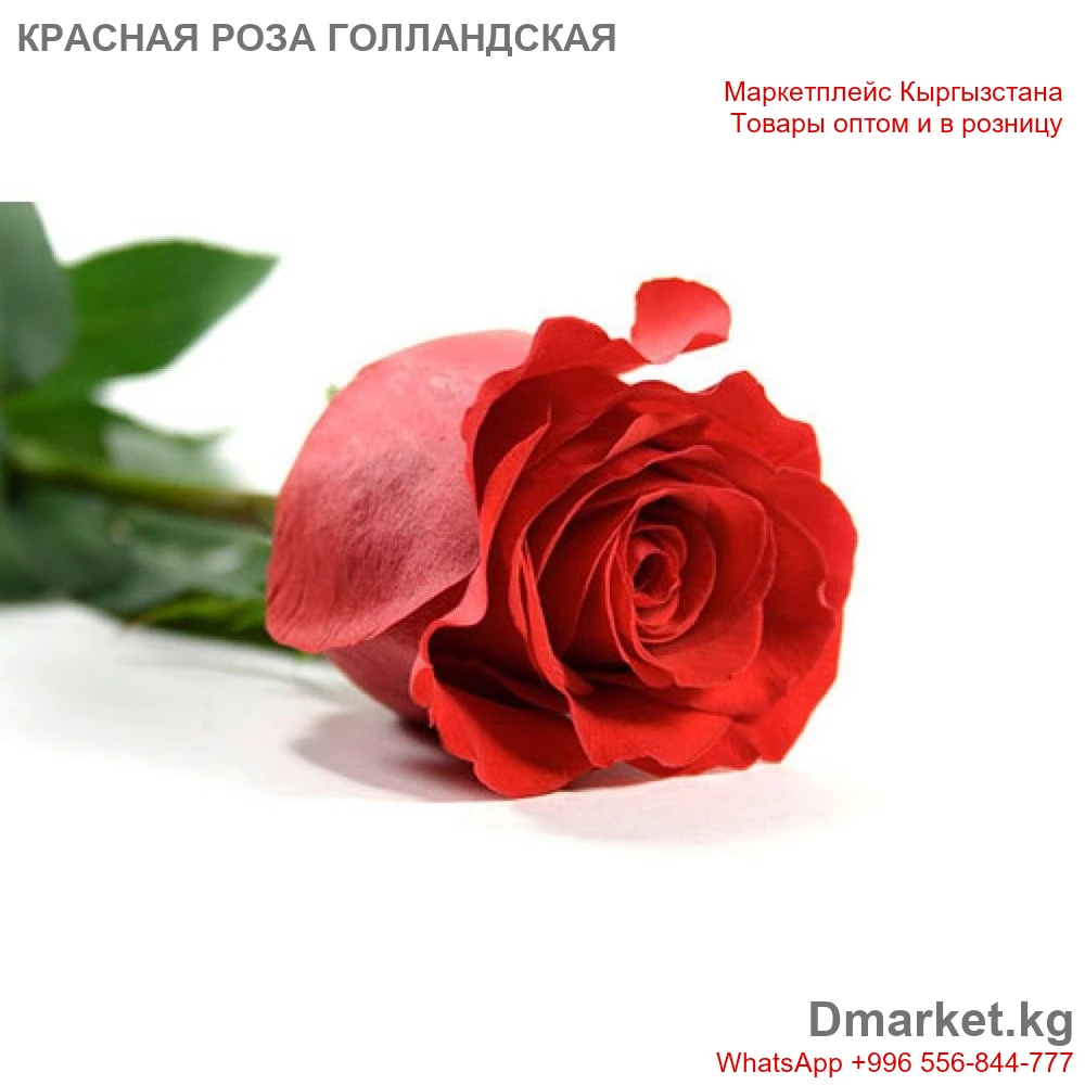 Роза голландская 60 см, 1 шт, красная, свежий цветок