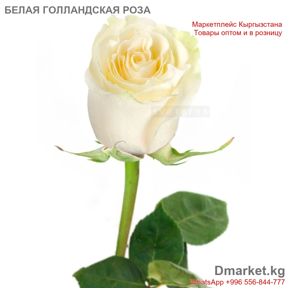 Роза голландская белая 70 см, 1 шт., сортовая свежесрезанная