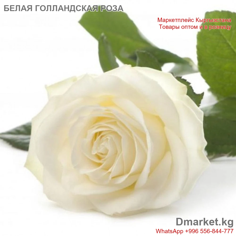 1шт Роза голландская 60см белая свежесрезанная