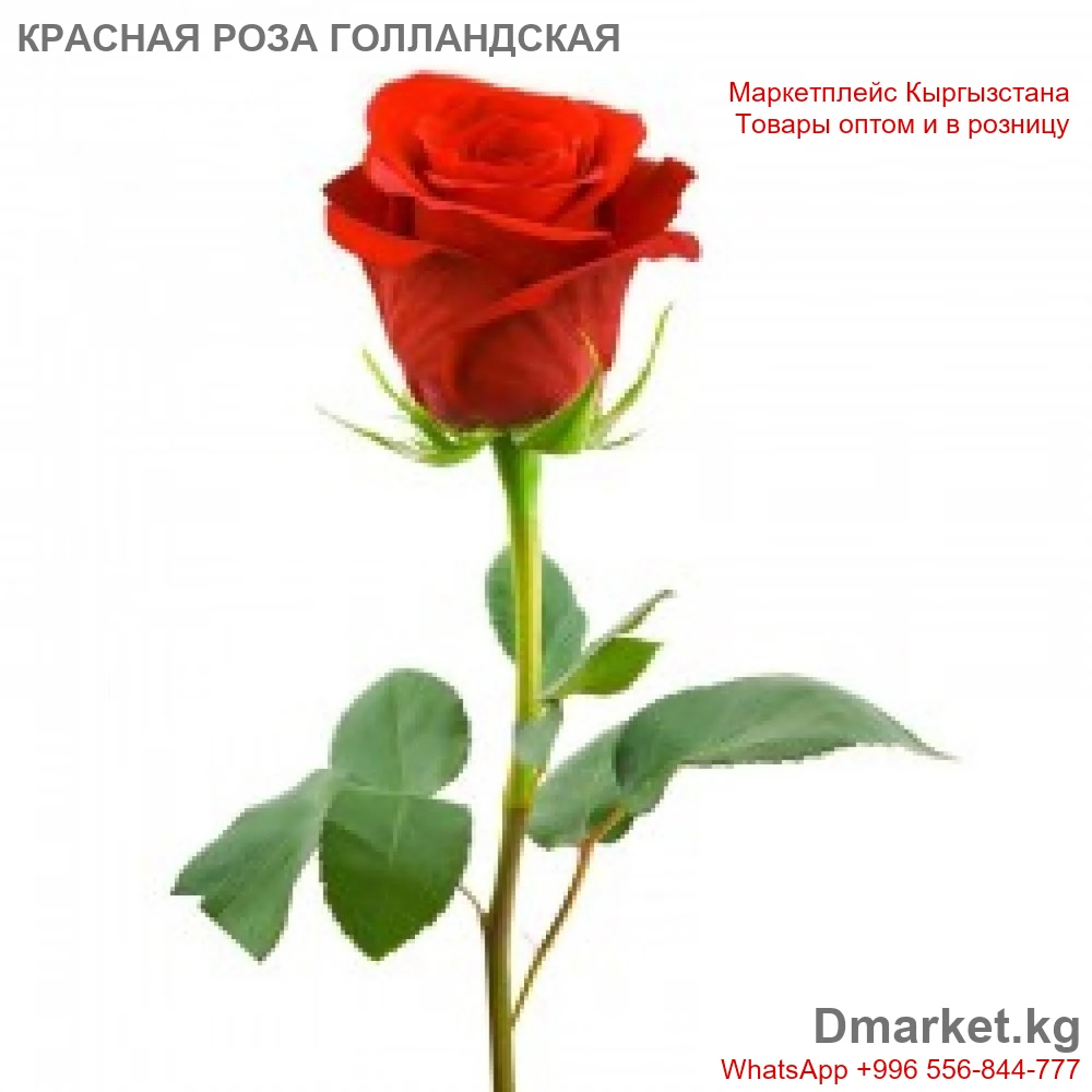 Роза голландская 80 см красная, 1 шт
