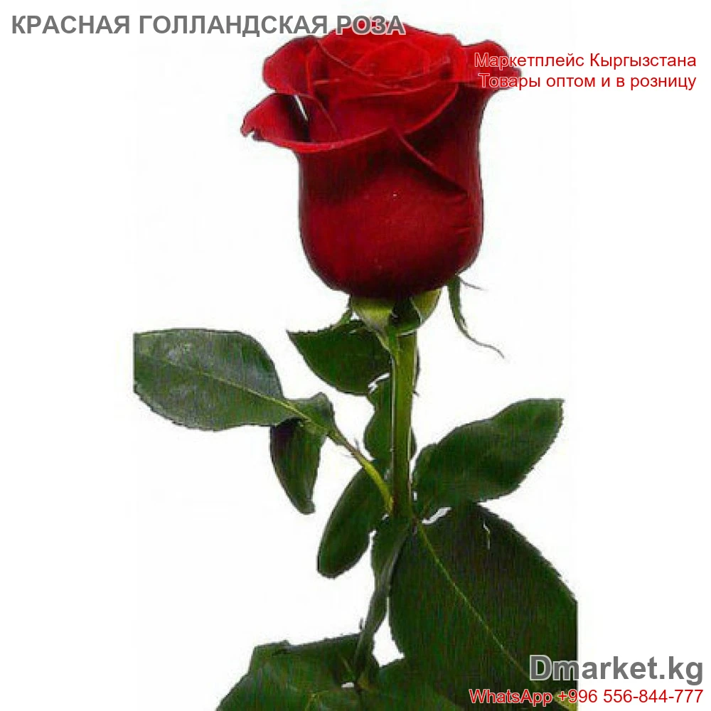 1 шт Роза голландская 70 см, свежая срезка, красный бутон