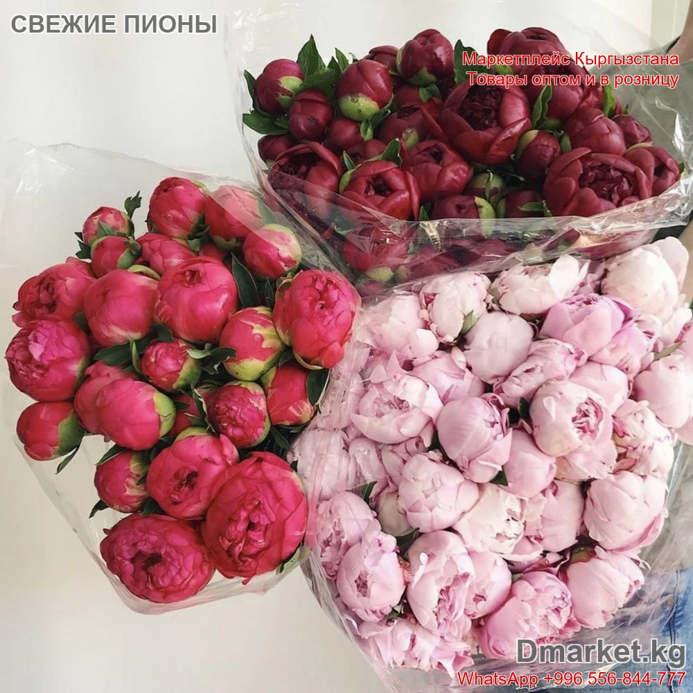 Пионы в наличии — свежие бутоны в упаковке, отличный выбор для букета