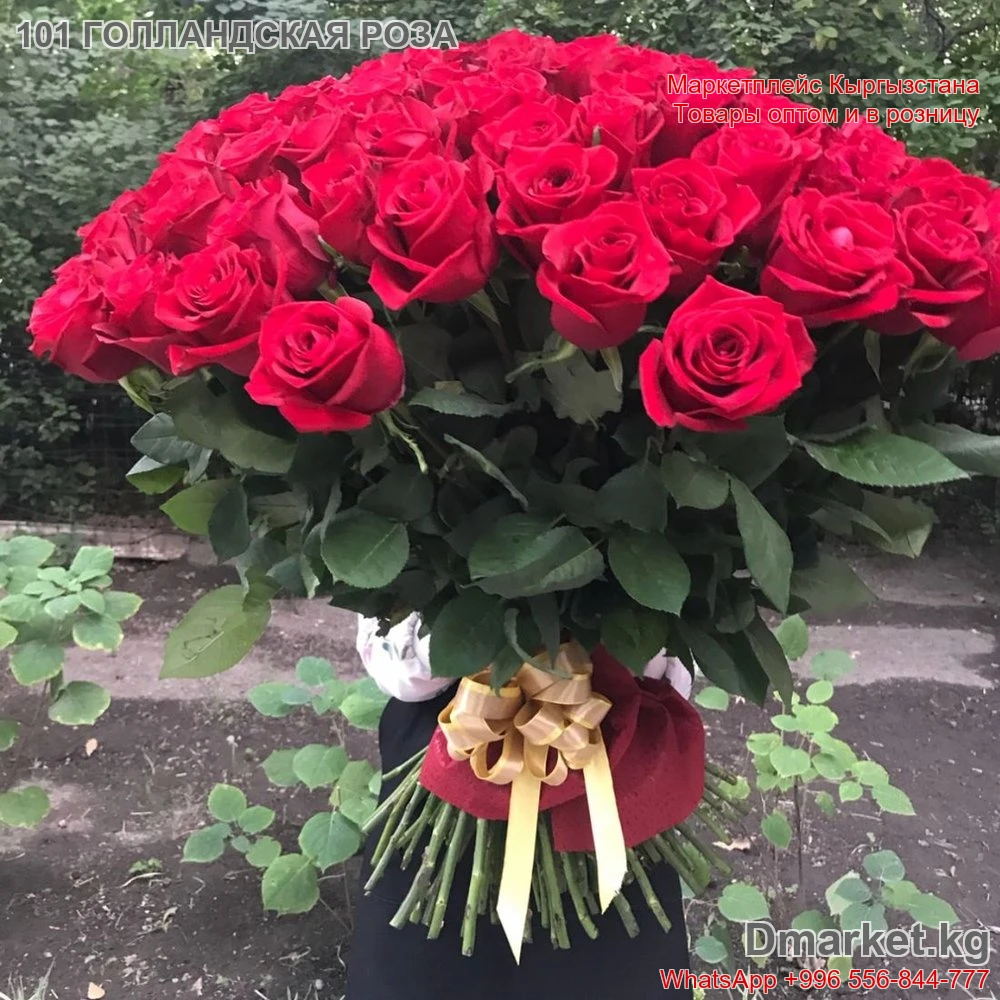 101 Голландская Роза 80 см с подарочной упаковкой, код R-00170